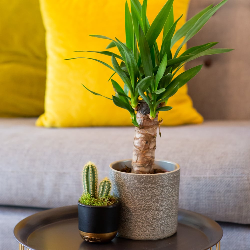 Yucca