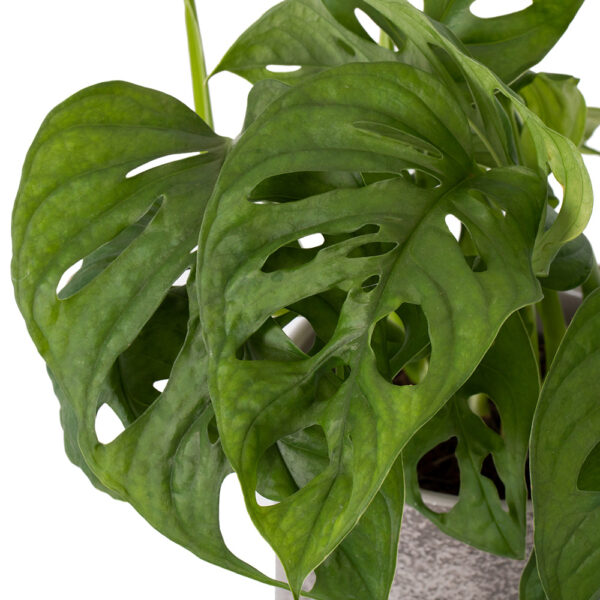 Monstera Monkey Leaf Care Guide | The Little Botanical