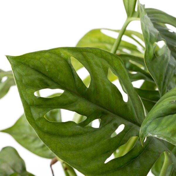 Monstera Monkey Leaf Care Guide | The Little Botanical