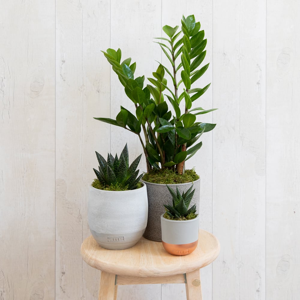 Plant Gang for Newbie Plant Parents