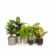 Bathroom Houseplant and Succulent Bundle | Houseplants Online UK