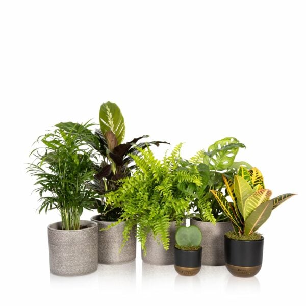 Bathroom Houseplant and Succulent Bundle | Houseplants Online UK