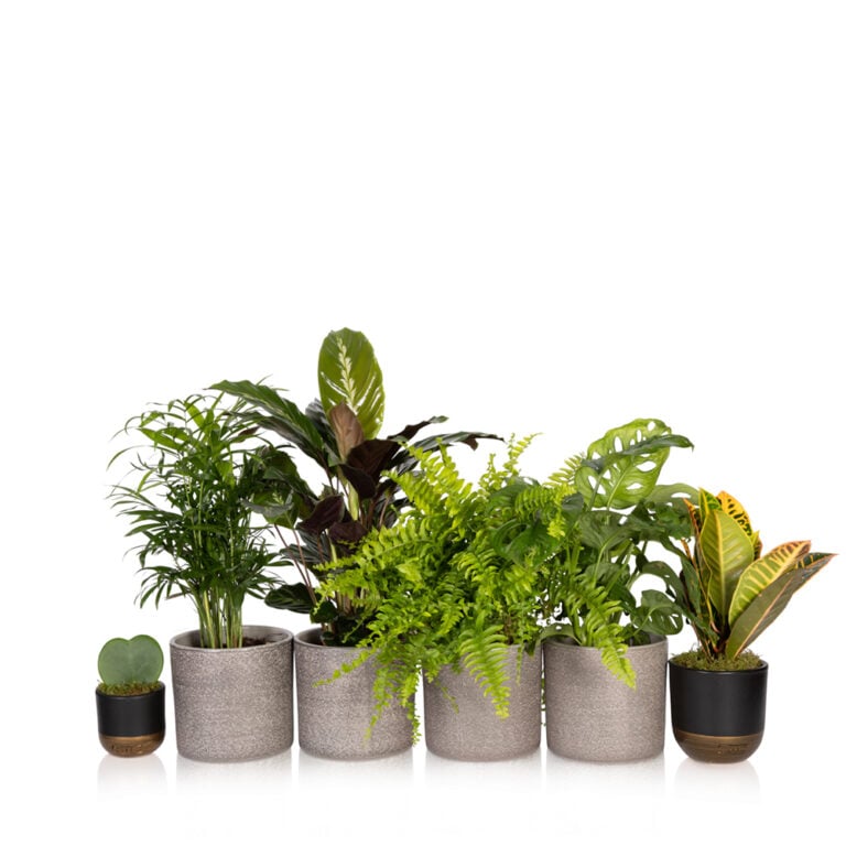 Bathroom Houseplant and Succulent Bundle | Houseplants Online UK