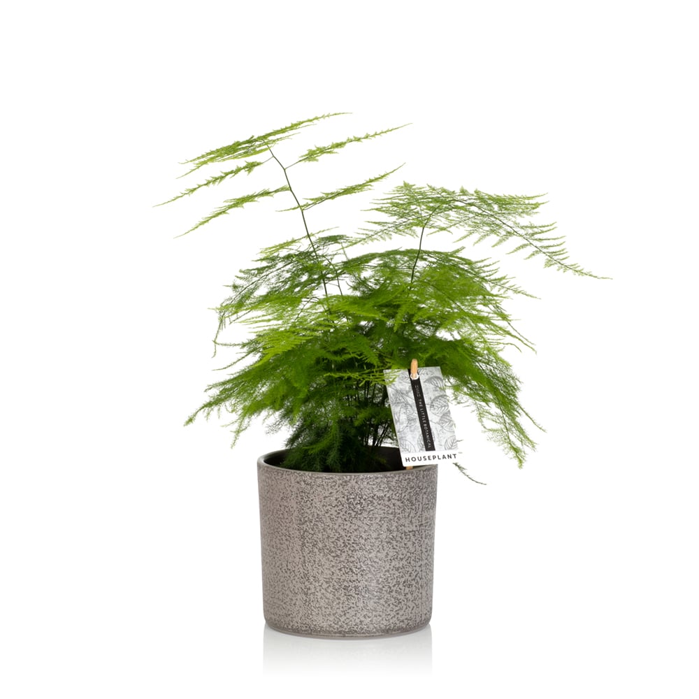 Asparagus Fern