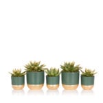 Bathroom Houseplant and Succulent Bundle | Houseplants Online UK