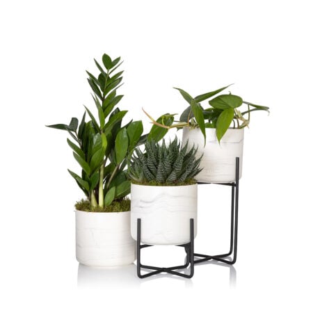 Marble Trio Plant Gang