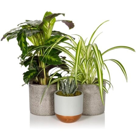 Pet Lovers Plant Bundle