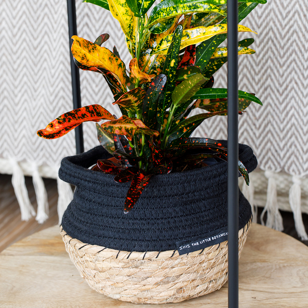 New Products Foldable Woven Seagrass Belly Plant Decorative Storage Baskets Custom British Style Storage Basket Straw Basket