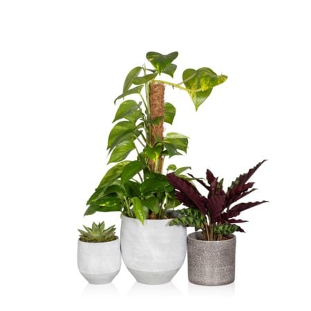 Jungle Plant Gang