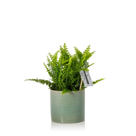Boston Fern - Medium (20-40cm), Green Summer Ceramic