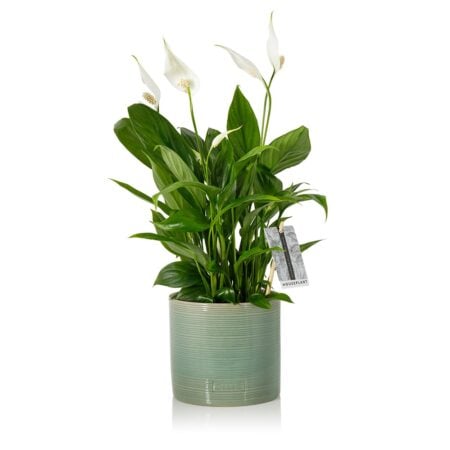 Peace Lily - Medium (20-40cm), Green Summer Ceramic