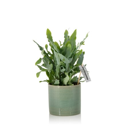 Blue Star Fern - Medium (20-40cm), Green Summer Ceramic