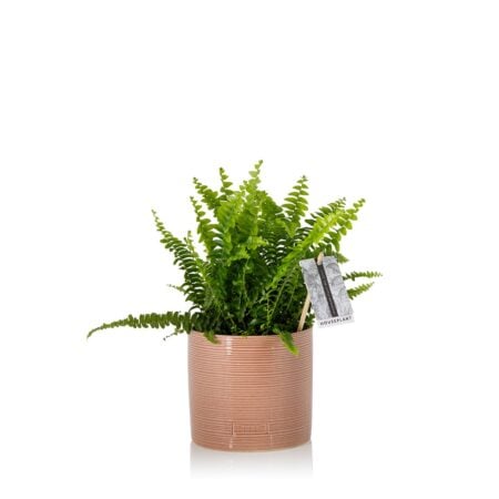 Boston Fern - Medium (20-40cm), Pink Summer Ceramic