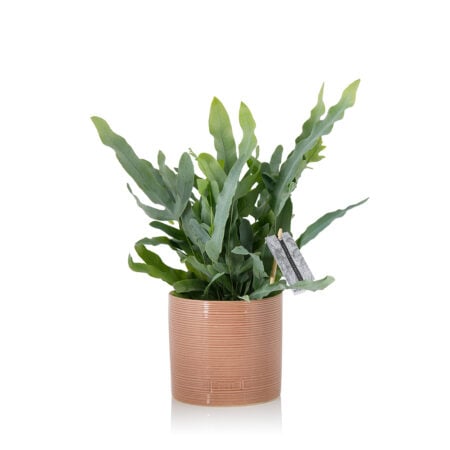 Blue Star Fern - Medium (20-40cm), Pink Summer Ceramic