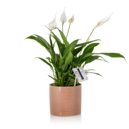 Peace Lily - Medium (20-40cm), Pink Summer Ceramic