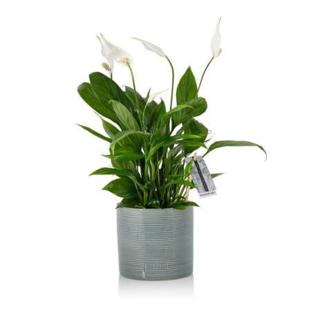 Peace Lily - Medium (20-40cm), Blue Summer Ceramic