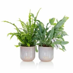 Bathroom Houseplant and Succulent Bundle | Houseplants Online UK