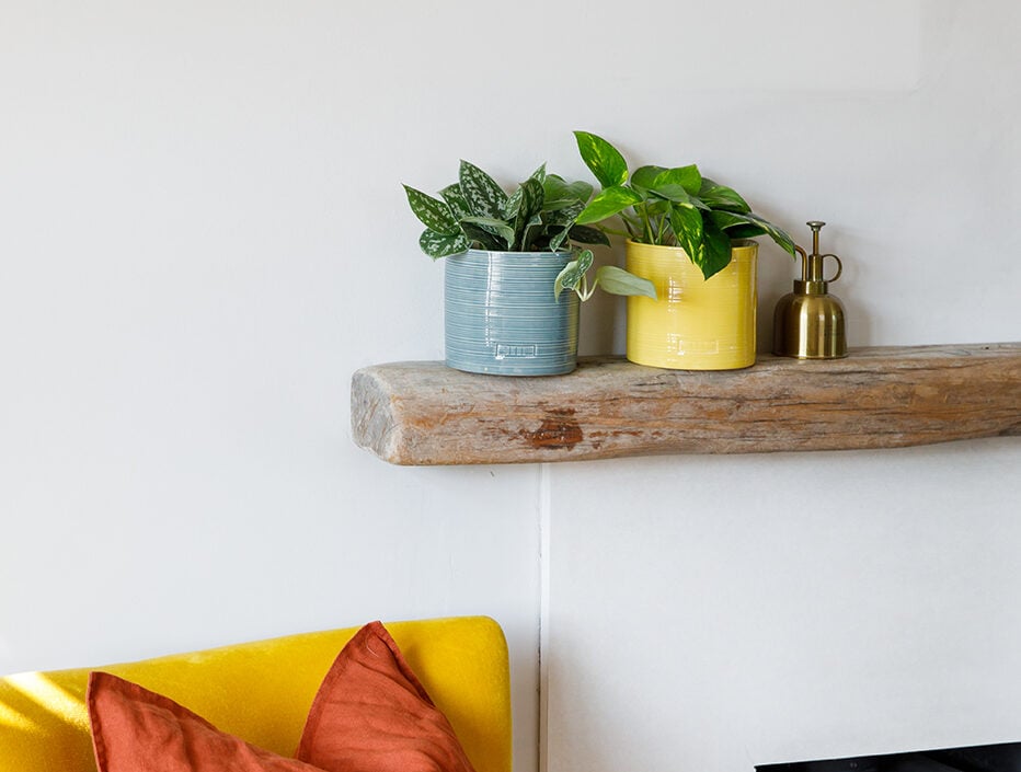 satin pothos summer pots