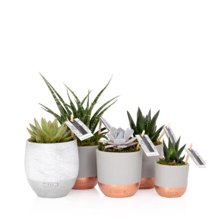 Large Succulent Plant Gang