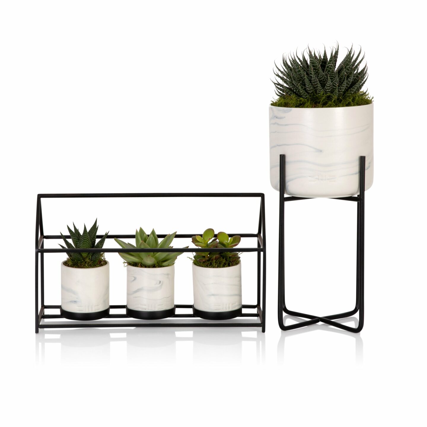 Marble Plant Gang Online Succulents & Marble Pots UK Delivery