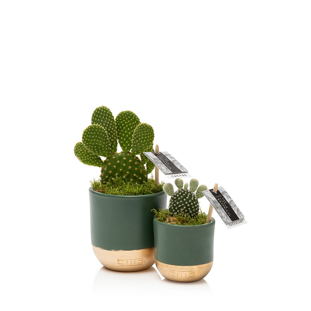 Bunny Ear Cactus Duo