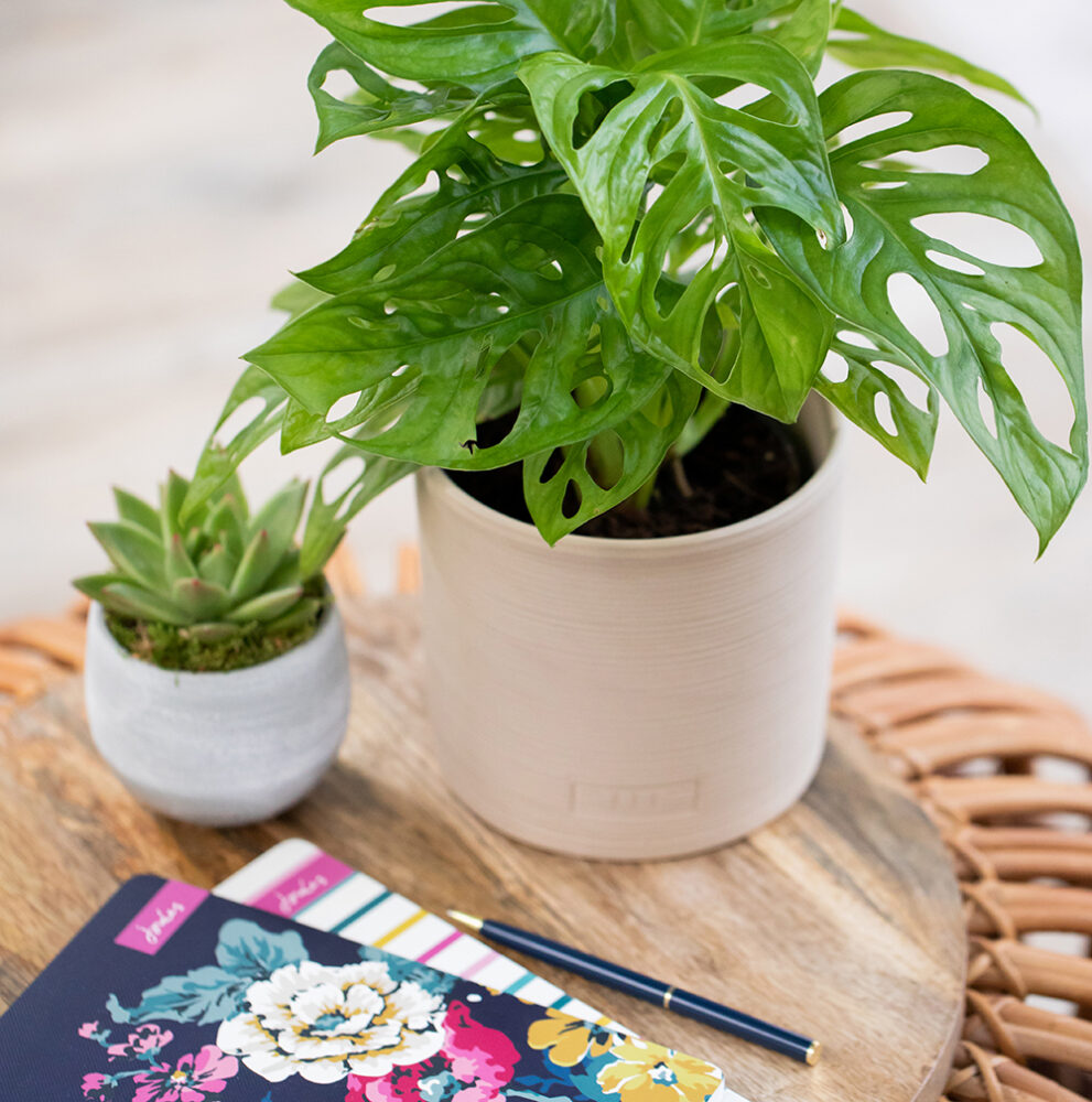 Mango Wood Board Online House Plants & Accessories