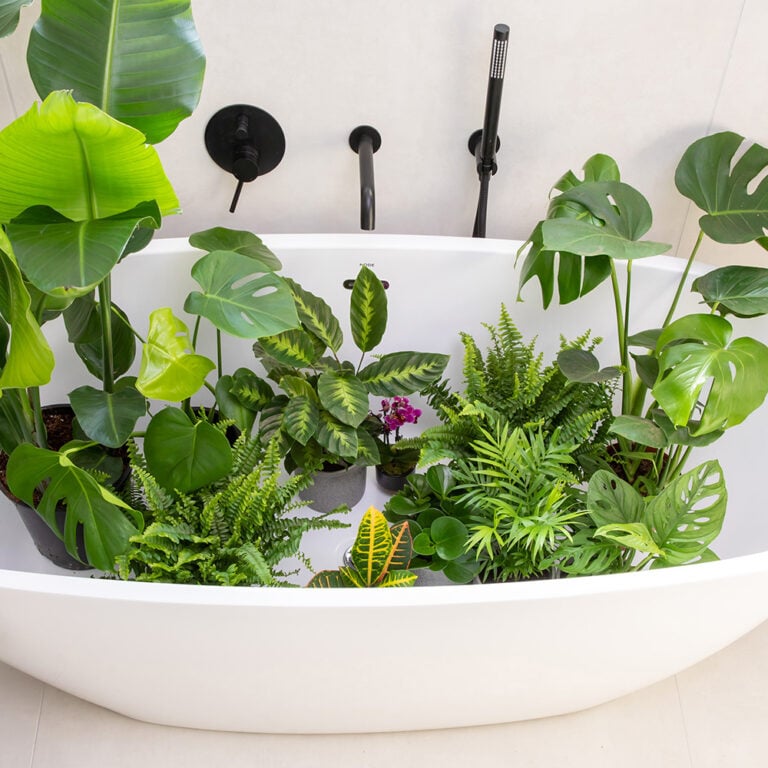 Bathroom Houseplant and Succulent Bundle | Houseplants Online UK