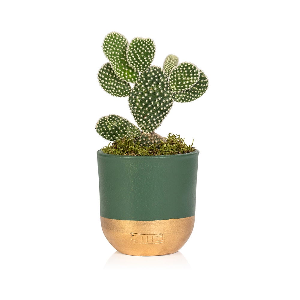 Bunny Ear Cactus