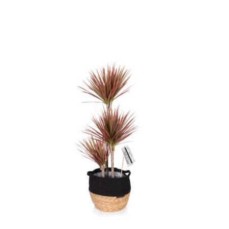 Dracaena Marginata (Bi-colour) - Large (75-100cm), Belly Basket