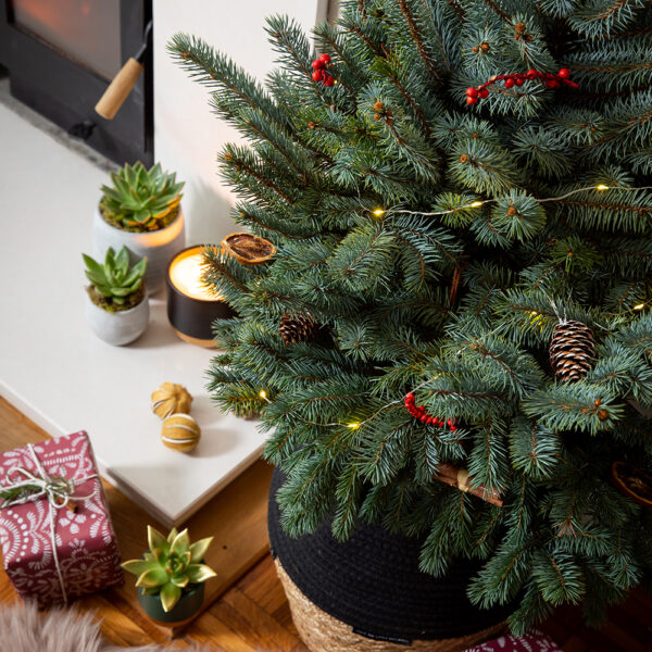 Baby Blue Christmas Tree 