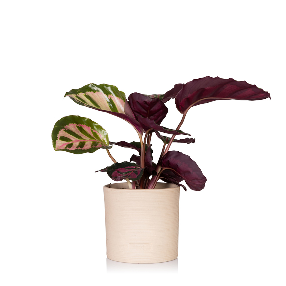 Calathea Angela