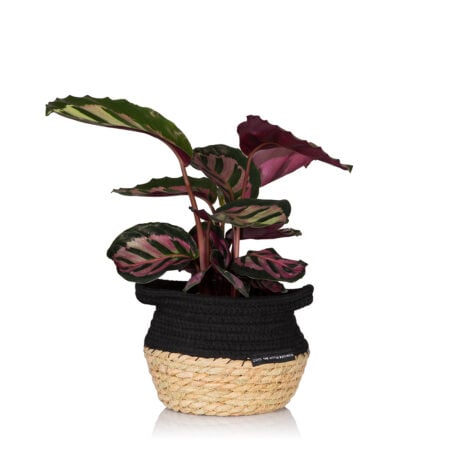 Calathea - Medium (20-40cm), Belly Basket