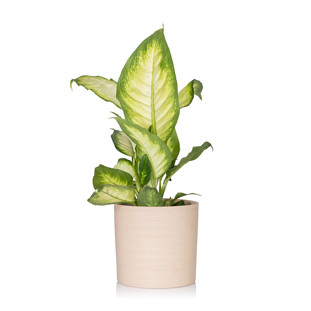 Dieffenbachia