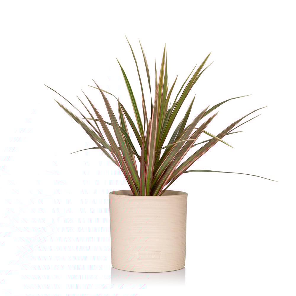 Dracaena Marginata (Bi-colour)