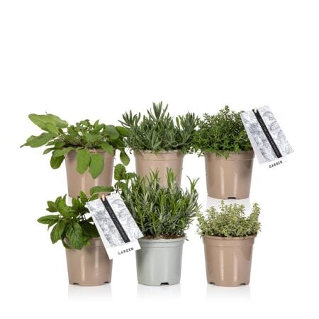 Herb Mix - 6