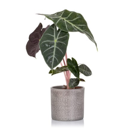 Alocasia (African Mask Plant) - Medium (20-40cm), Grey textured pot