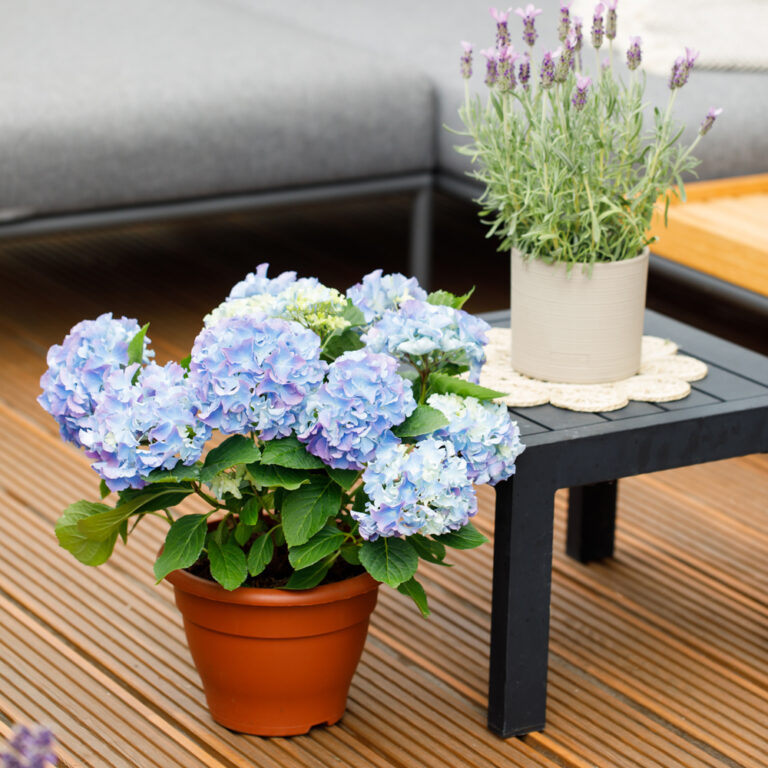 Hydrangea Bundle | The Little Botanical