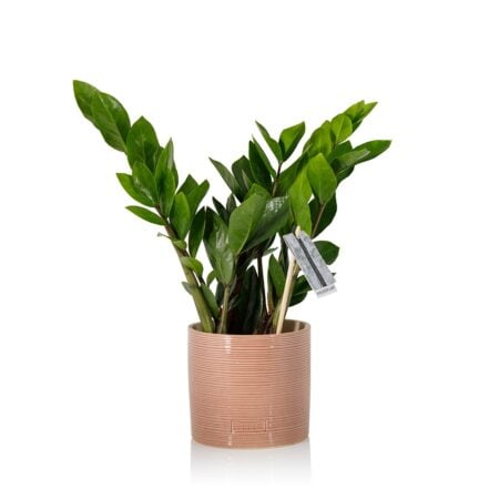 Zamioculcas - Pink Summer Ceramic, Medium (20-40cm)