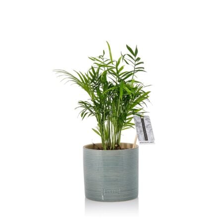 Chamaedorea - Blue Summer Ceramic