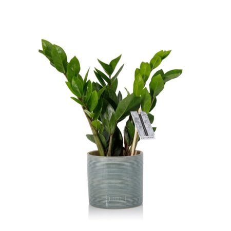 Zamioculcas - Blue Summer Ceramic, Medium (20-40cm)