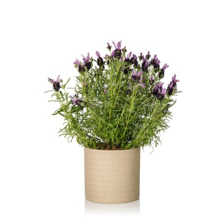 Lavender - Almond Stoneware