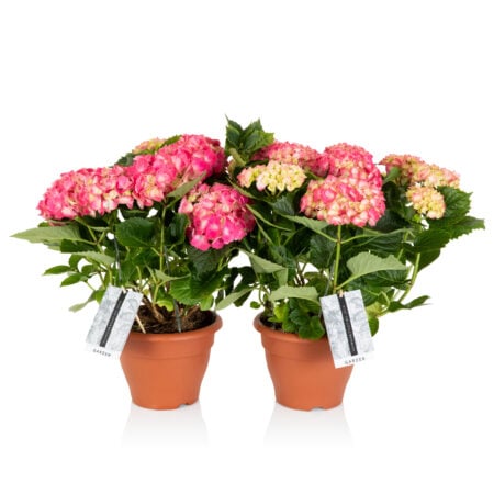Hydrangea Bundle - Pink