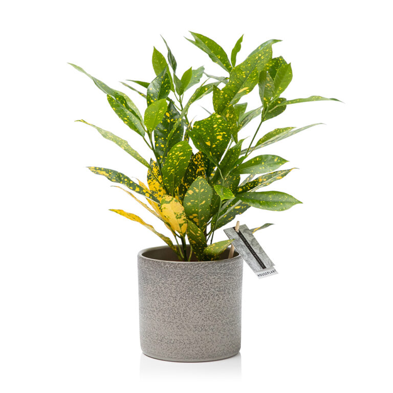 Croton Gold Dust Indoor House Plants UK Online Houseplants