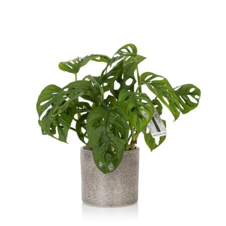 Monstera Monkey Leaf - Grey textured pot