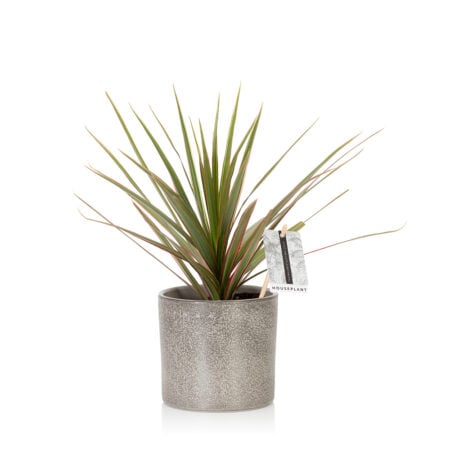 Dracaena Marginata (Bi-colour)