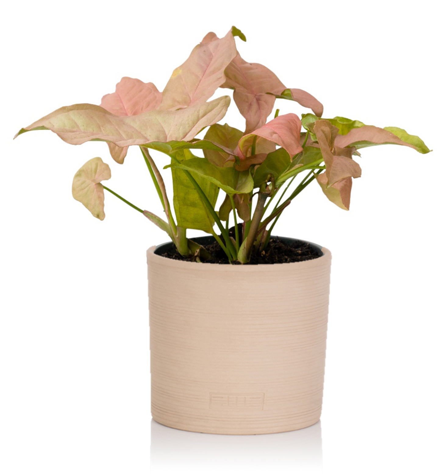 Syngonium The Little Botanical