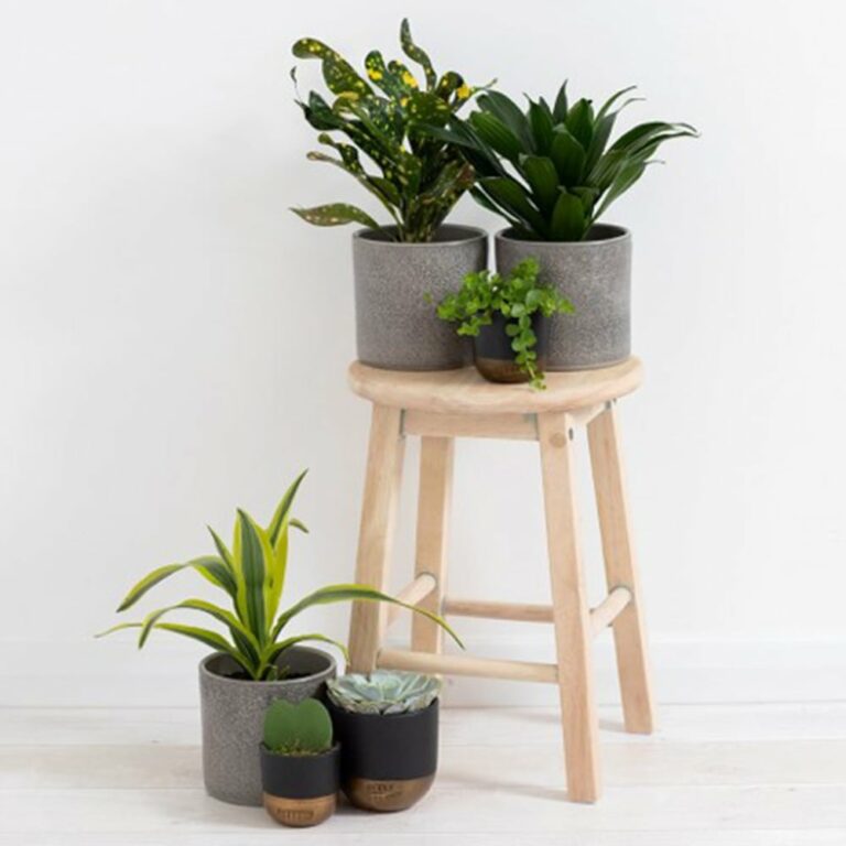 Croton Gold Dust Indoor House Plants UK Online Houseplants