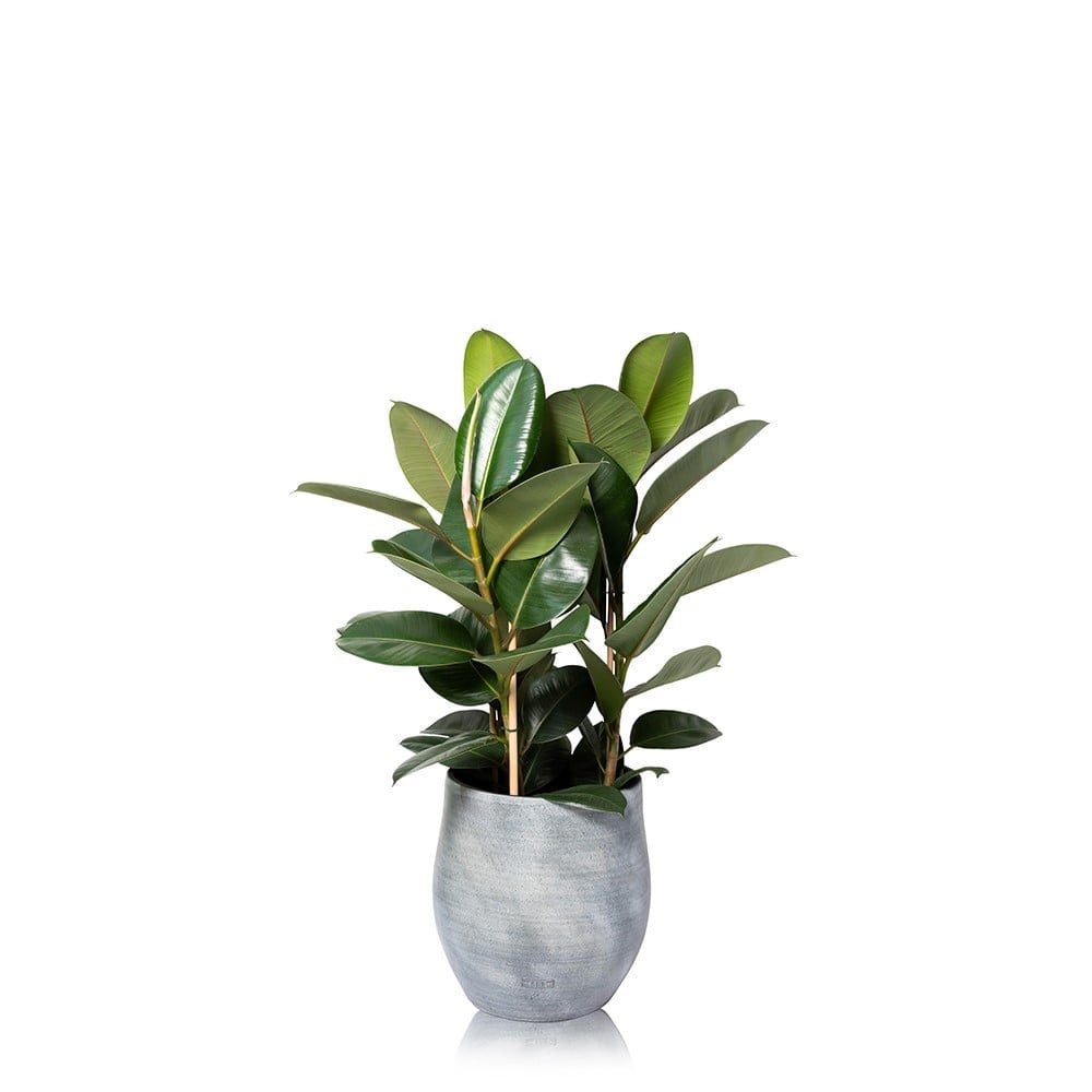 Ficus Elastica (Rubber Plant)