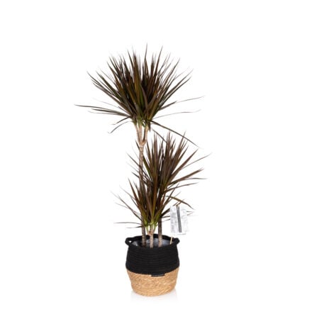 Dracaena Marginata (Magenta) in Belly Basket