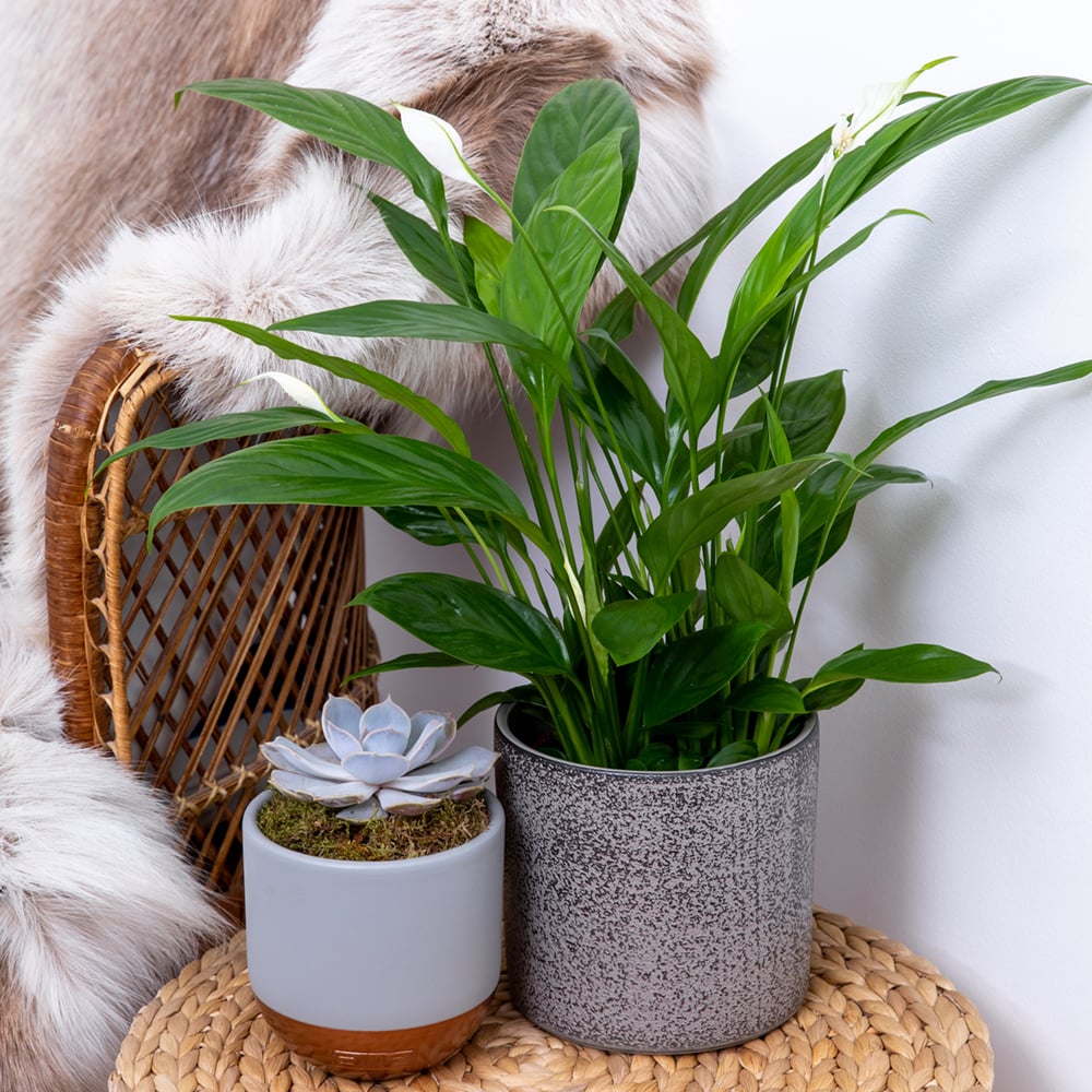 peace lily with a succulent next to a sofa
